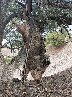 The javelina was taken with an original 1873 Winchester rifle in 44-40 by “Wolfdog” Andre. Note that the javelina is missing the lower portion of the left, rear leg. It was shot off due to poor shooting during a previous hunting season, and was completely healed and functional.